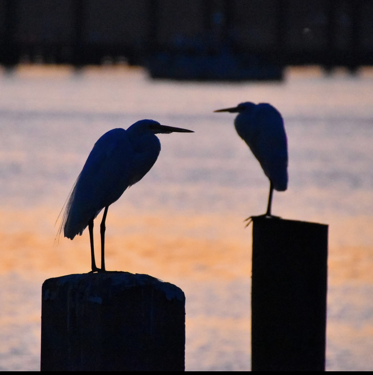 Photo by Chris Gent